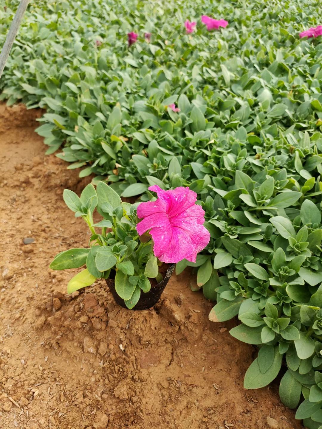 矮牵牛基地直销