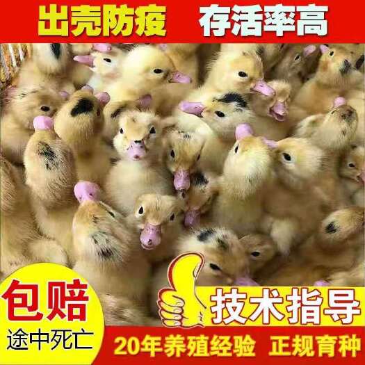 南宁半番鸭苗  m18一点头疫苗齐全广西厂家直销