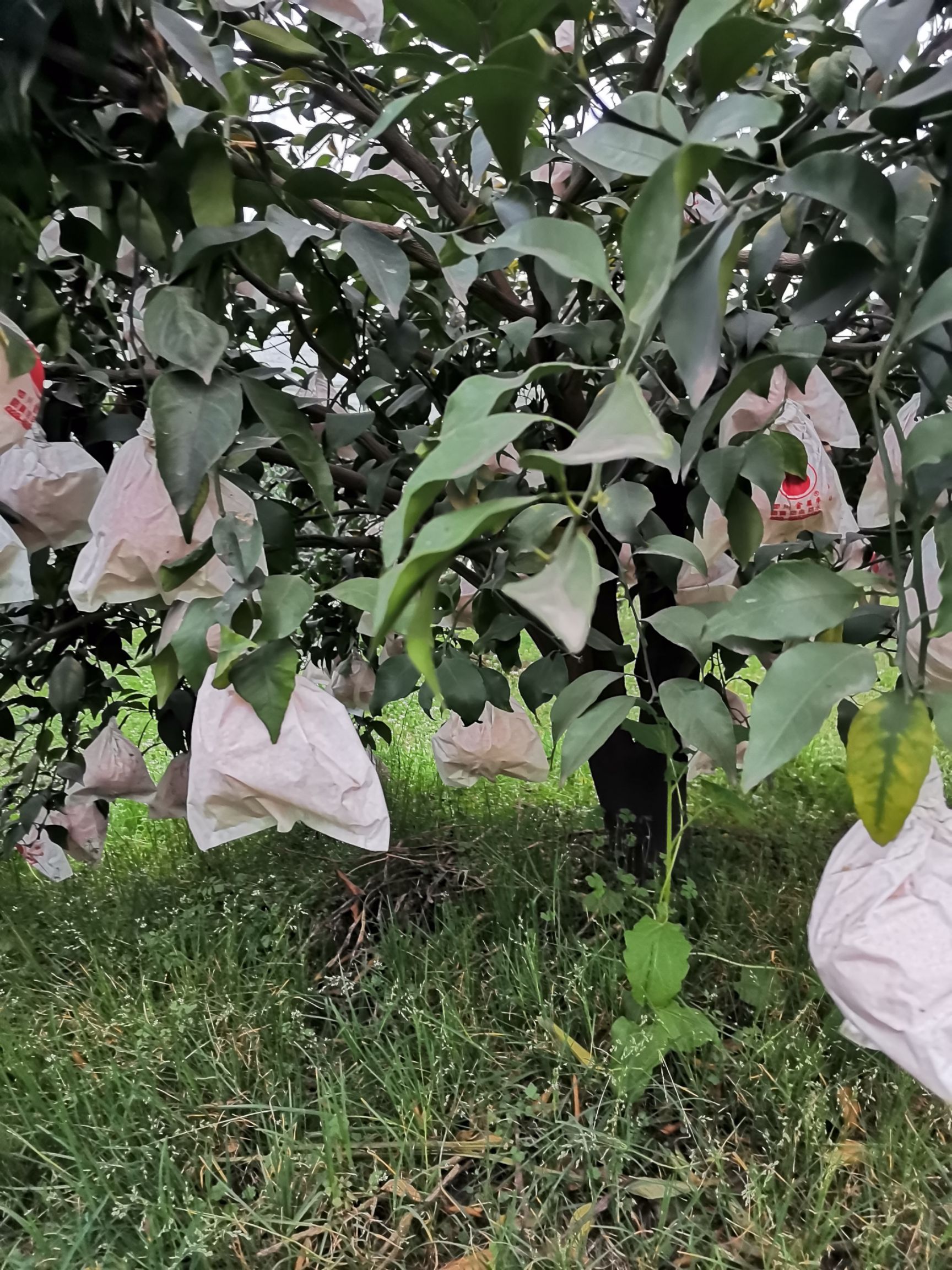 四川蒲江耙耙柑种植基地(蒲江县耙耙柑产地行情走势)