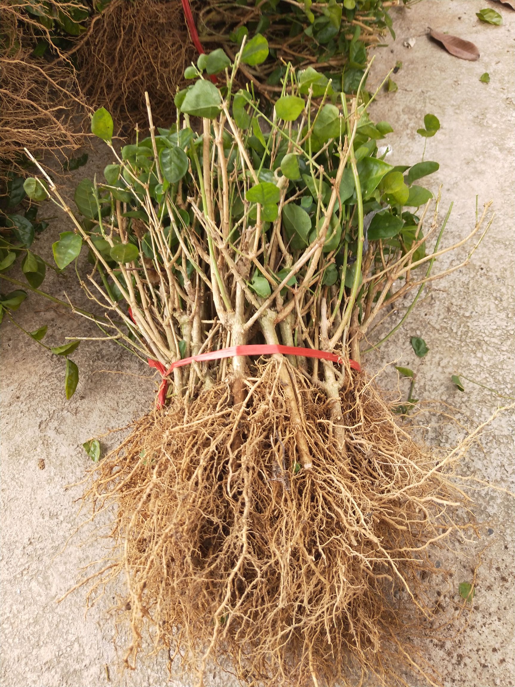 茉莉花苗  广西南宁茉莉花一年苗1元一棵