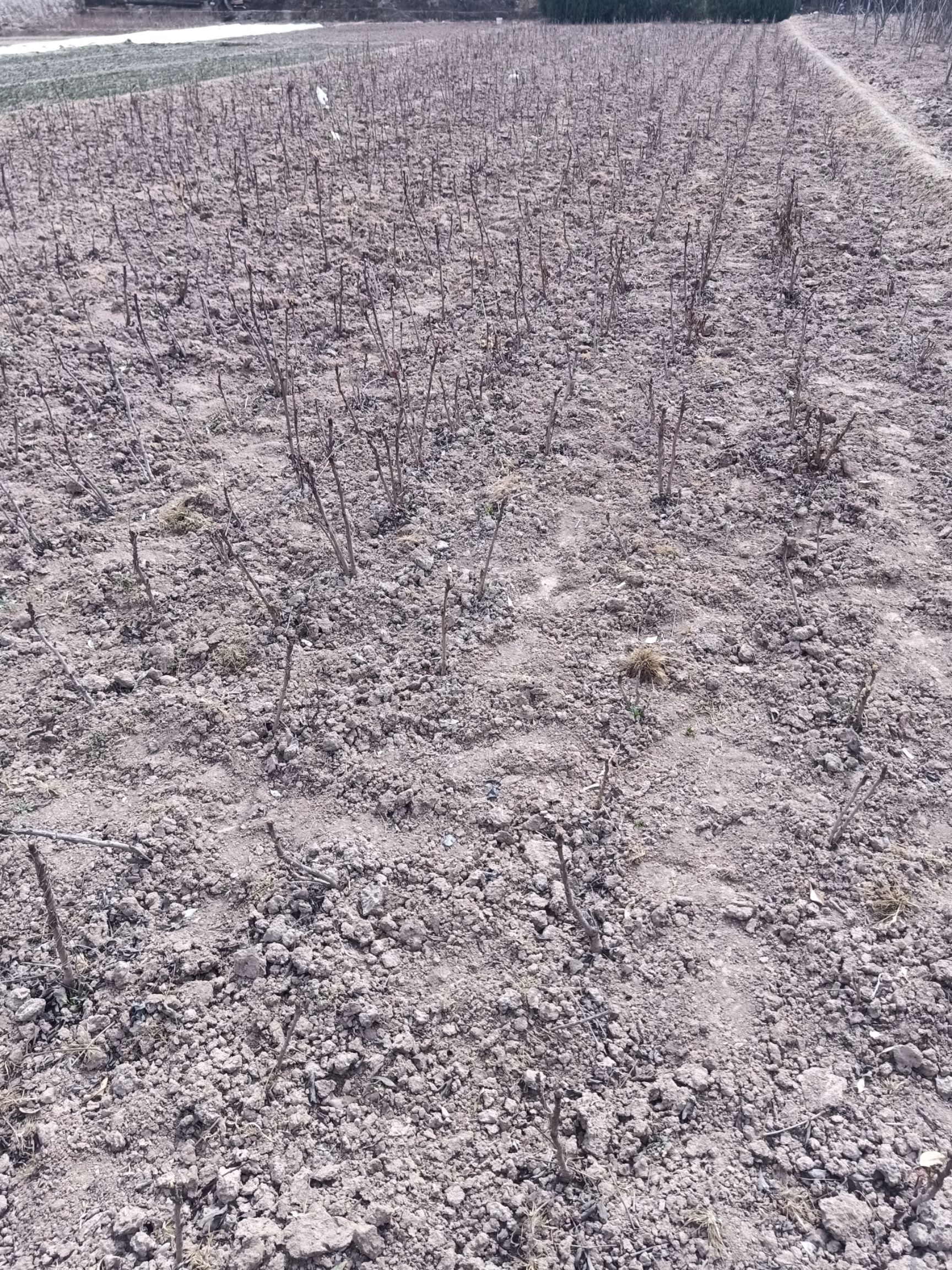 风丹白 自家苗圃种植基地，货源充足