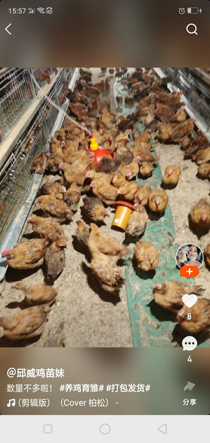 麻鸡  全国包邮青脚麻脱温鸡苗