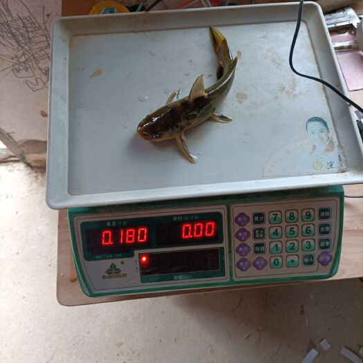 黄颡鱼 这是之前的相片。现在鱼应该都在2.8以上