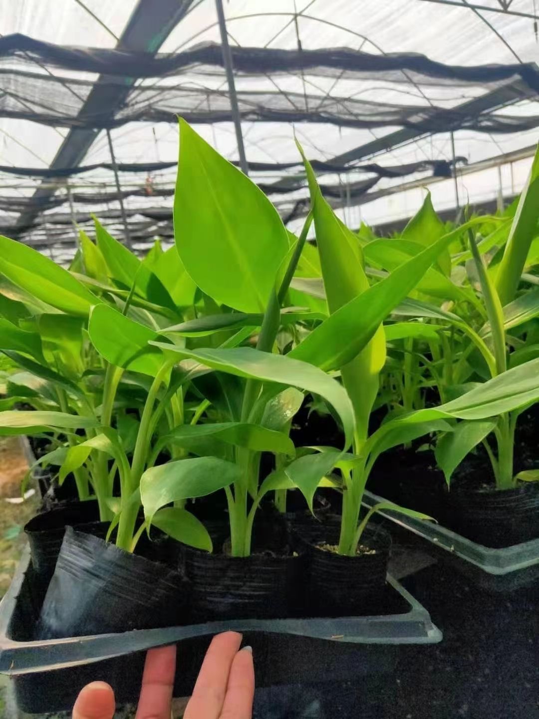 威廉斯香蕉苗 带土包邮果树苗 威廉斯B6香蕉苗粉蕉苗 红香蕉 西贡蕉皇帝蕉