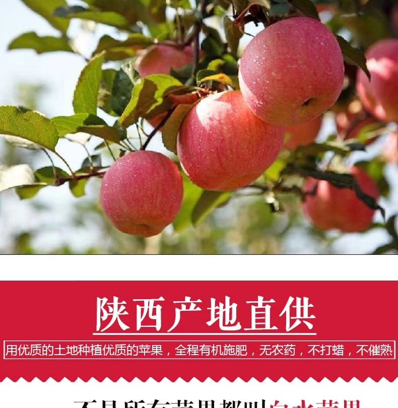 红富士苹果 陕西省延安市洛川县 纸袋 条红 市场果 