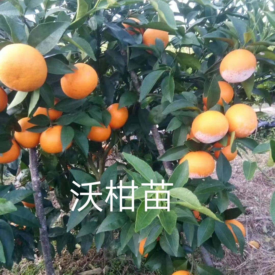 重慶沃柑苗 香橙頭沃柑苗 枳橙頭沃柑苗 重慶基地直銷 現挖現發