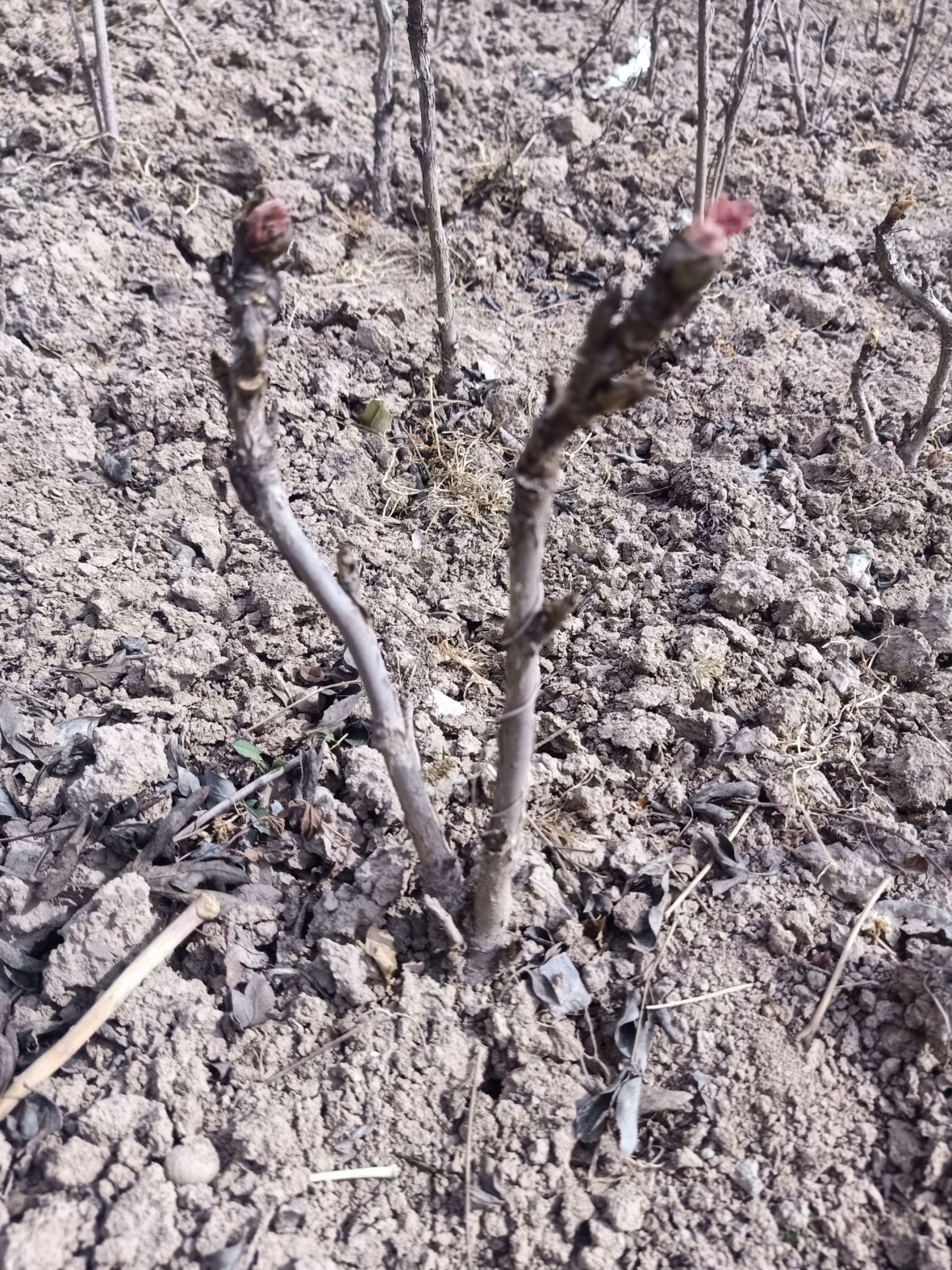 风丹白 自家苗圃种植基地，货源充足