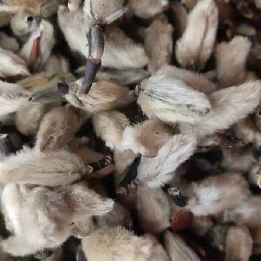 玉林辛夷花   辛夷桃   天然干货辛夷花   一公斤起发货