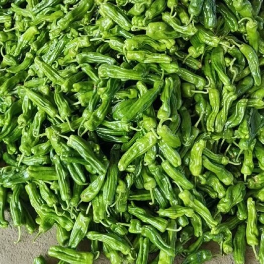 兰陵县大量供应薄皮椒，大量上市，欢迎全国各地朋友前来采购。