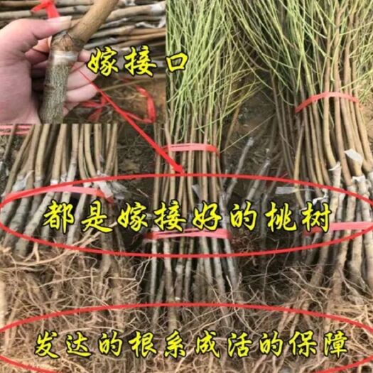 平邑县 冬季大桃 冬桃苗 果大 甜度高 活基地直邮