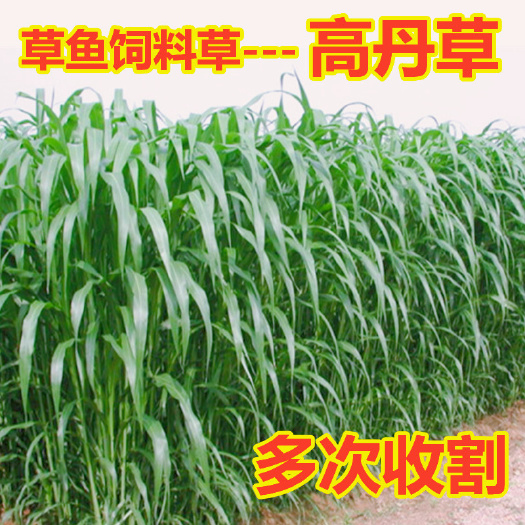 牧草高丹草种子超级糖王养殖猪牛羊草草种籽鸡鸭鹅鱼草种籽子四季