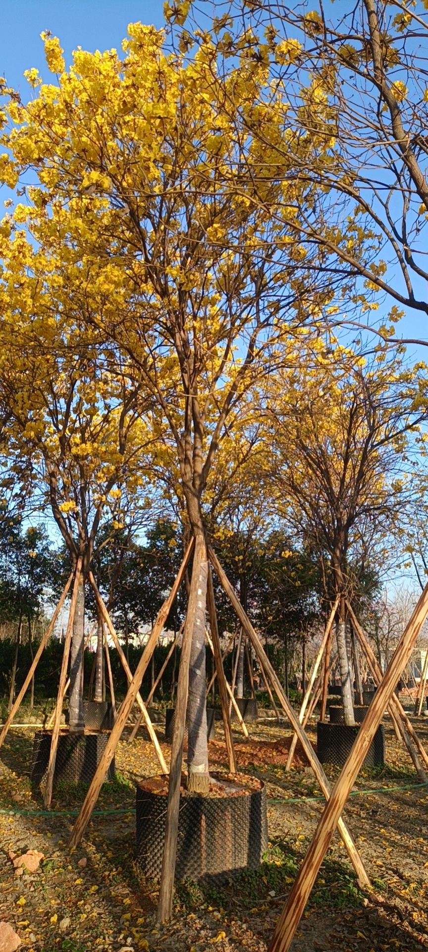 普宁市供应多花黄花风铃木全冠14-15分