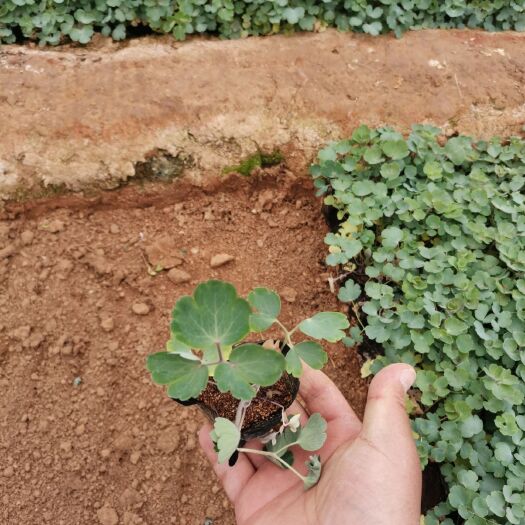 青州市耧斗菜种苗  耧斗菜 容器苗 基地直发 量大可优惠
