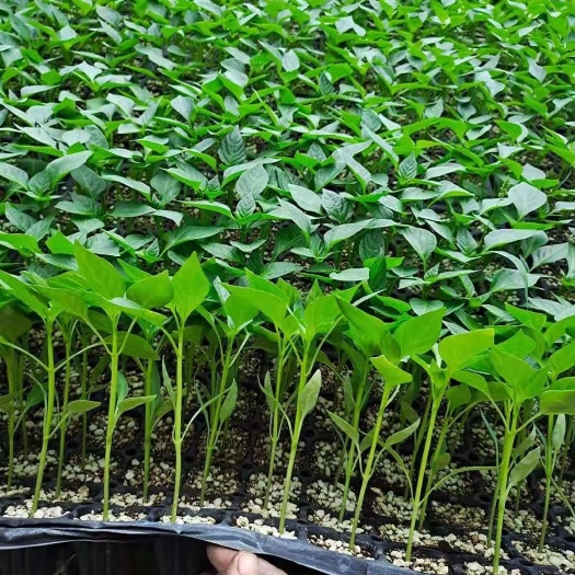 青州市彩椒苗 8～10片真叶 