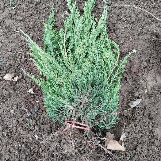 泰安大量出售小龙柏   价格优惠   自产自销  可实地考察