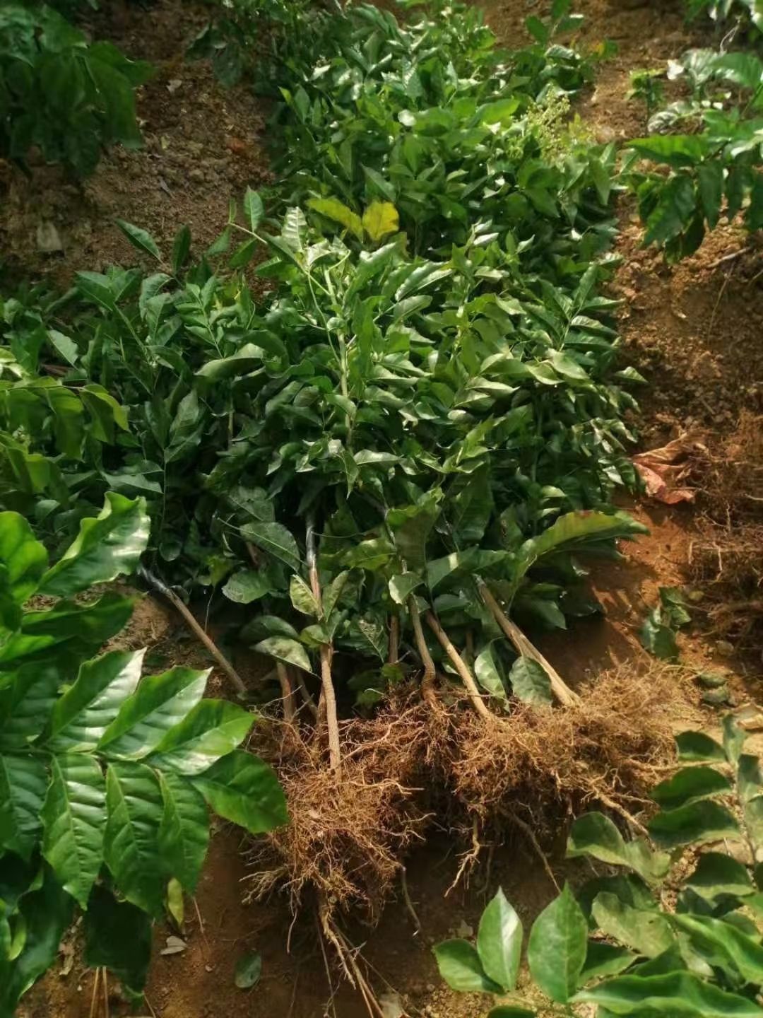 黑黄皮果苗 紫肉黄皮果苗新品种紫色黄皮苗嫁接苗盆栽地栽黄皮果树苗南方种植
