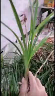 新邵县 兰花大量现货，质量保证