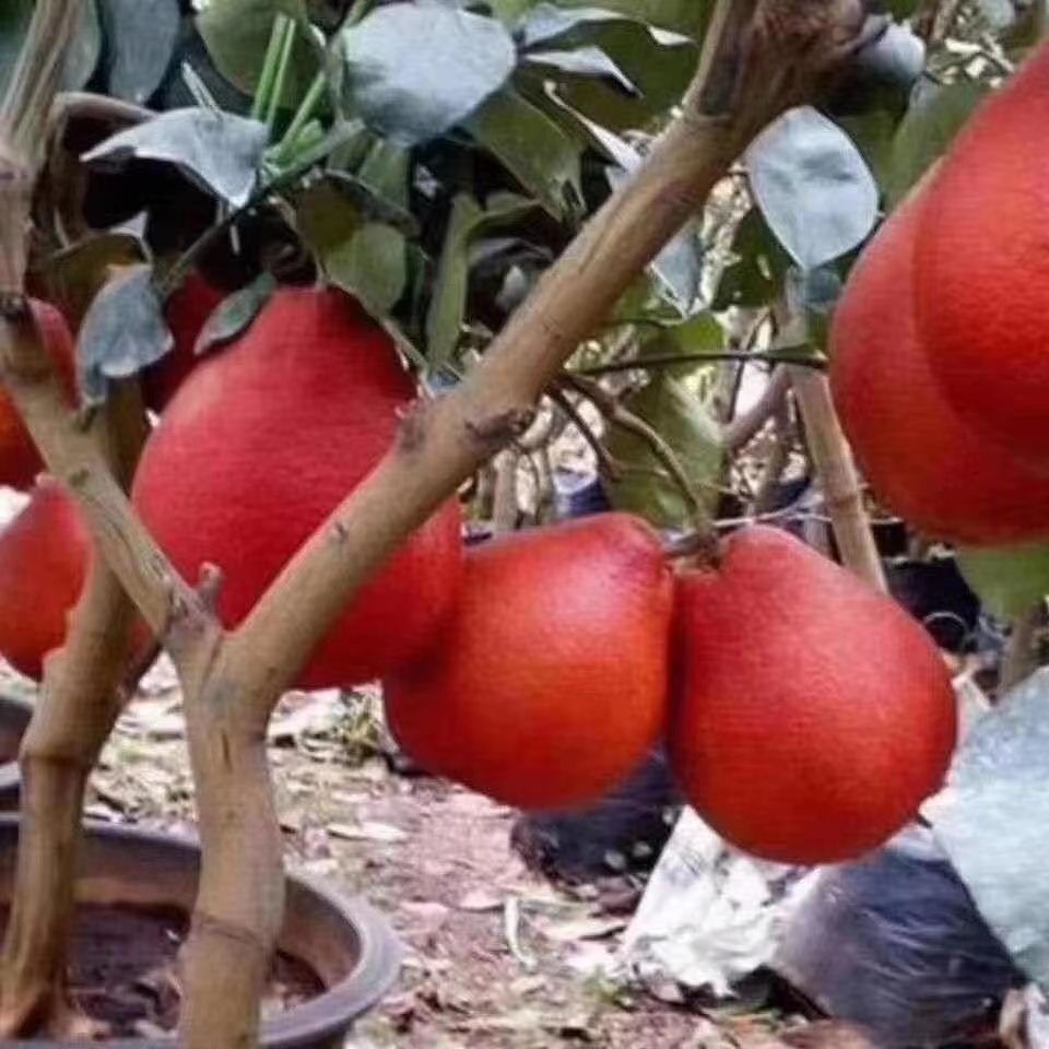 暹罗柚苗  柚子树苗高端新品种暹罗柚子泰国三红柚优良嫁接品种南北方种植