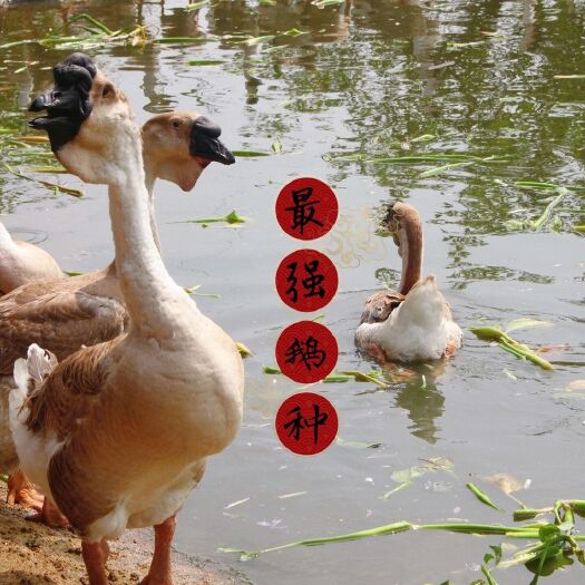 汕头狮头鹅苗  汕头澄海纯种狮头鹅 活体苗 中通快递和客车 出壳