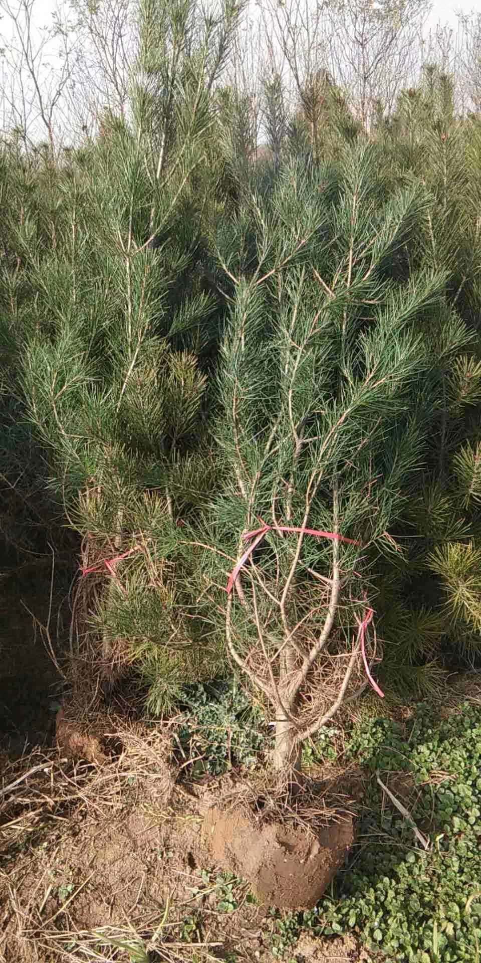 松树 白皮松 规格1米起步大田土球苗   自家定制或荒山造林