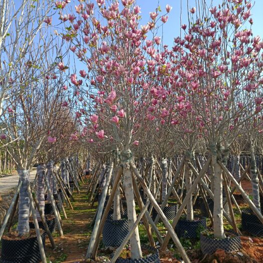 揭阳广玉兰  普宁市供应5-15分紫玉兰（荷花玉兰）