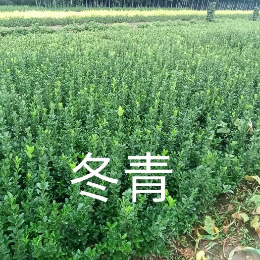 石家庄大叶冬青 冬青高50公分高根系发达没有病虫割成活率高