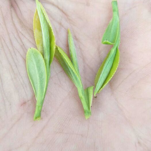 桐城市桐城小花茶叶