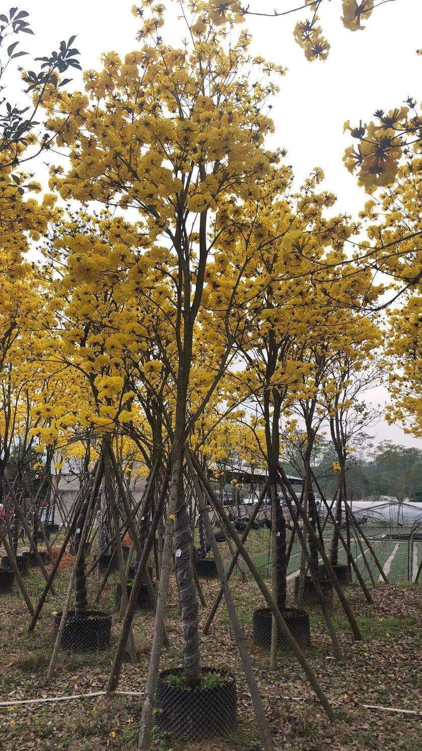 多花黄花风铃木15公分
