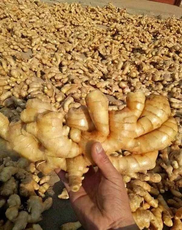 广东【大黄姜】产地批发，一手货源，保质保量，坏烂包赔