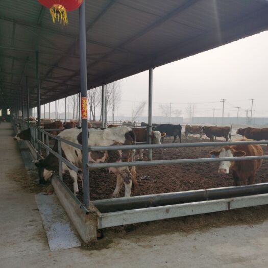 沙河市 西门塔尔牛销售
