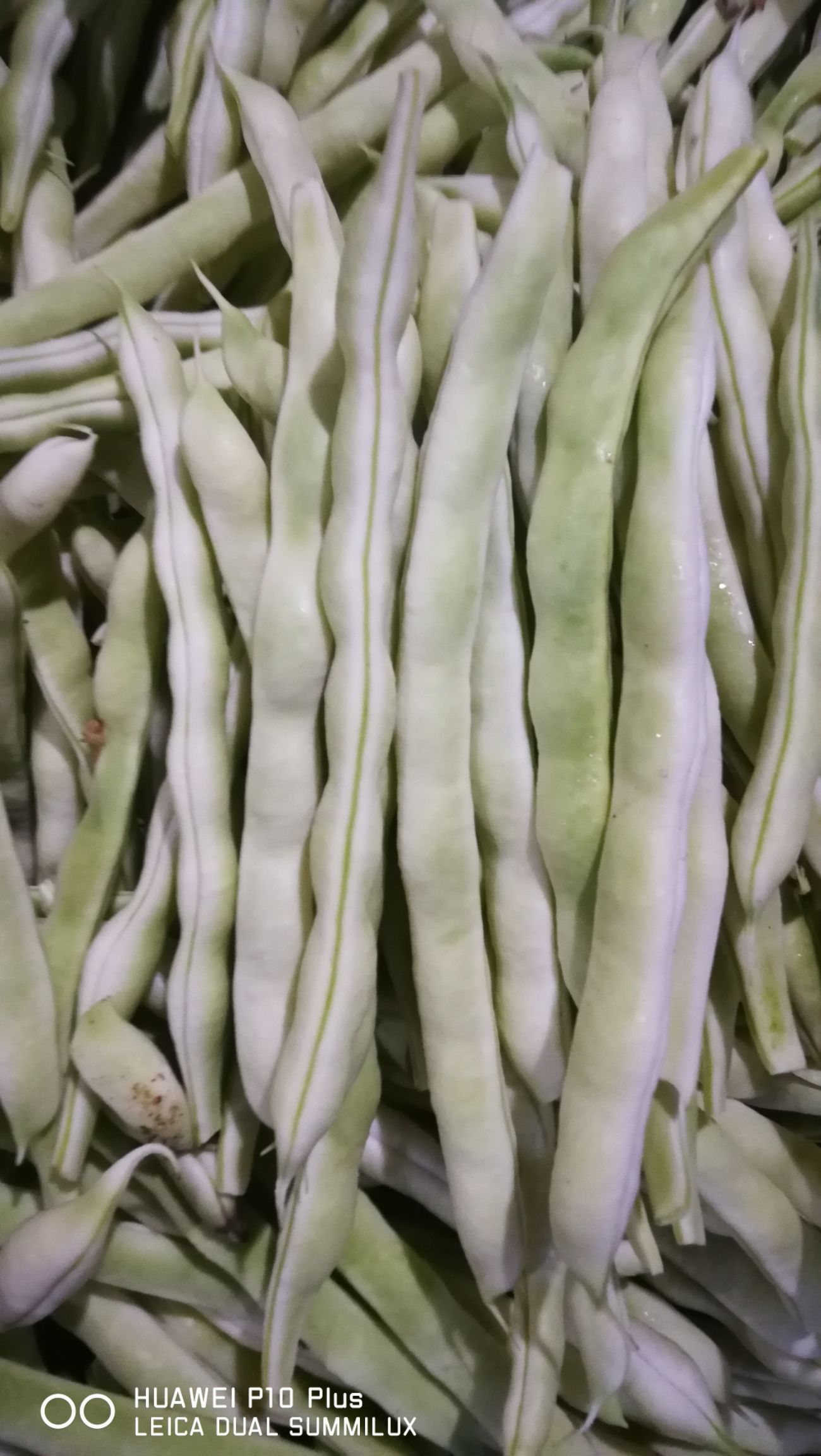 山东泰安德兴隆农业优质白无丝芸豆  扁豆白芸豆