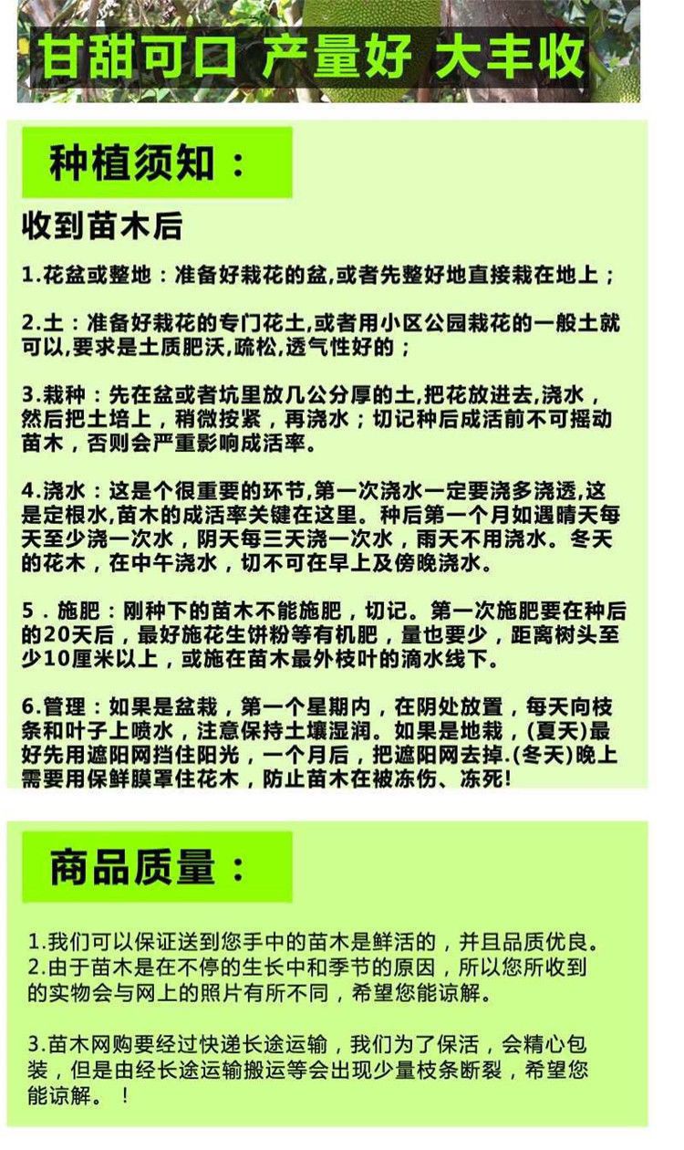 常有菠萝蜜苗  有少量本地菠萝蜜苗