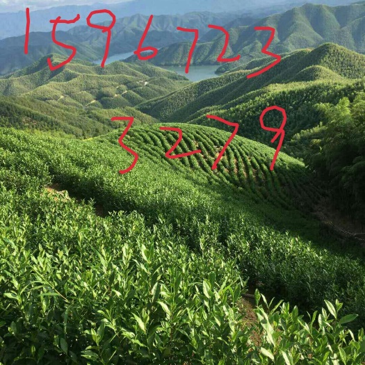 安吉县正宗原产地安吉白茶，安吉奶白茶