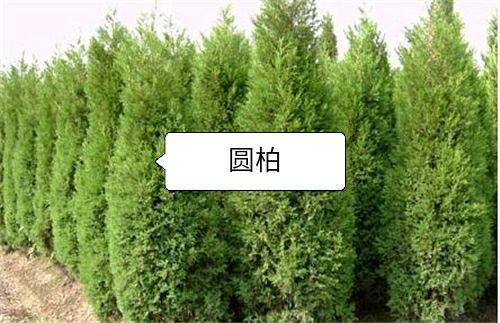 会宁县 圆柏