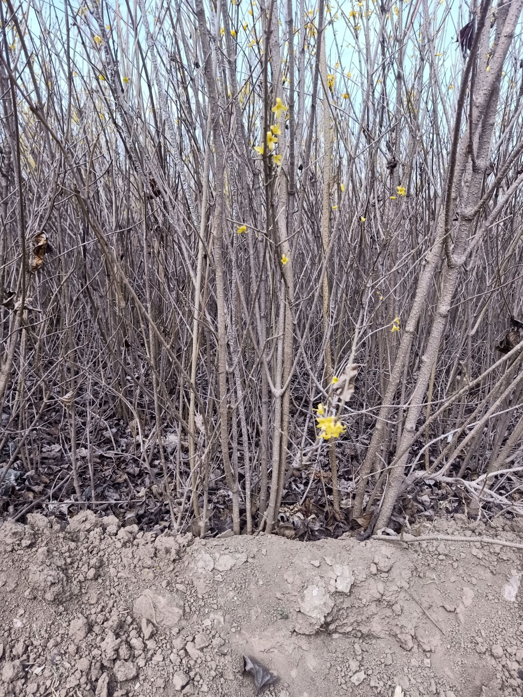 东北连翘苗  自己苗圃基地种植