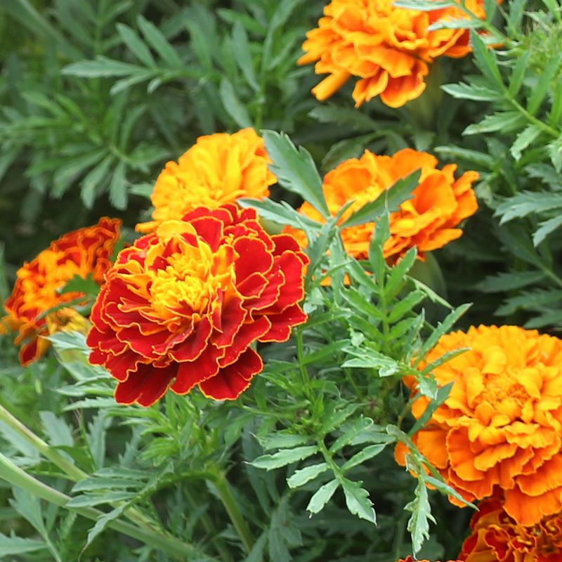 沭阳县孔雀草种子  菊花种子孔雀草混色草花四季易种易活阳台盆栽绿植庭院花卉种籽
