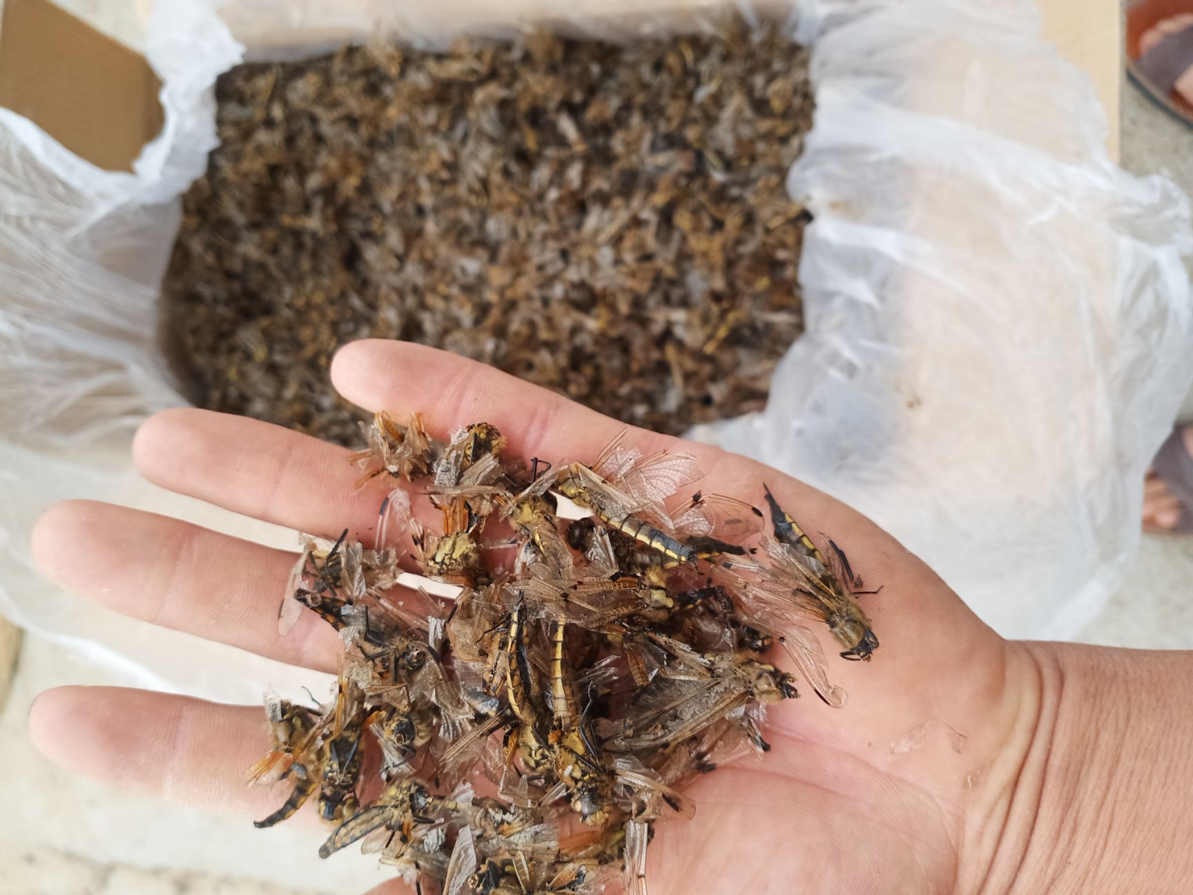 纯黄蜻蜓质量优等还有小黑蜻蜓价格美丽