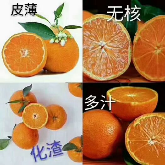 汉源县四川雅安黄果柑自家黄果柑成熟了农家肥种植不打农药不打蜡