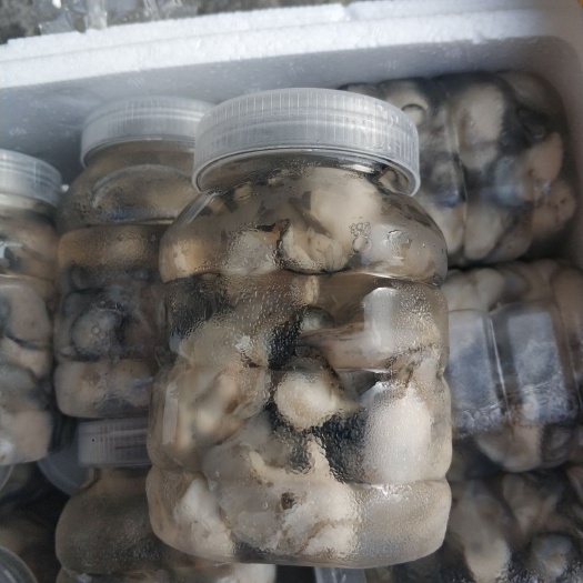 饶平县珍珠蚝  生蚝肉 蚝肉 牡蛎肉批发 广东生蚝