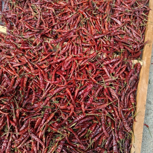 宁阳县艳红干辣椒 