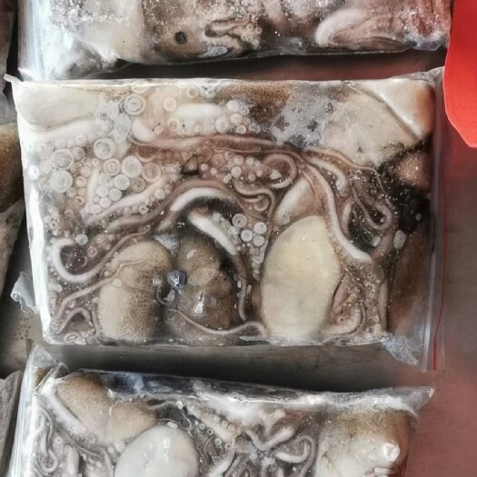 长海县章鱼 大连长腿八爪鱼，八带，巴捎