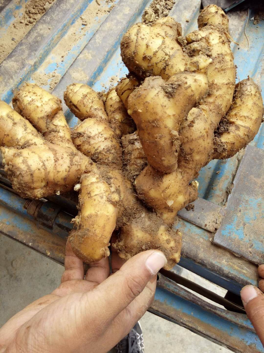 江苏【大黄姜】产地批发，一手货源，保质保量，坏烂包赔