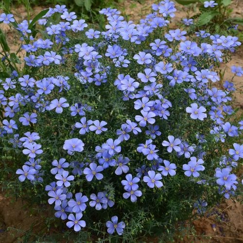沭阳县蓝花亚麻花种矮生花草兰花亚麻秋冬易活四季易种花草花籽耐寒春播