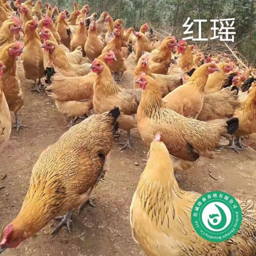 广州 红瑶鸡苗