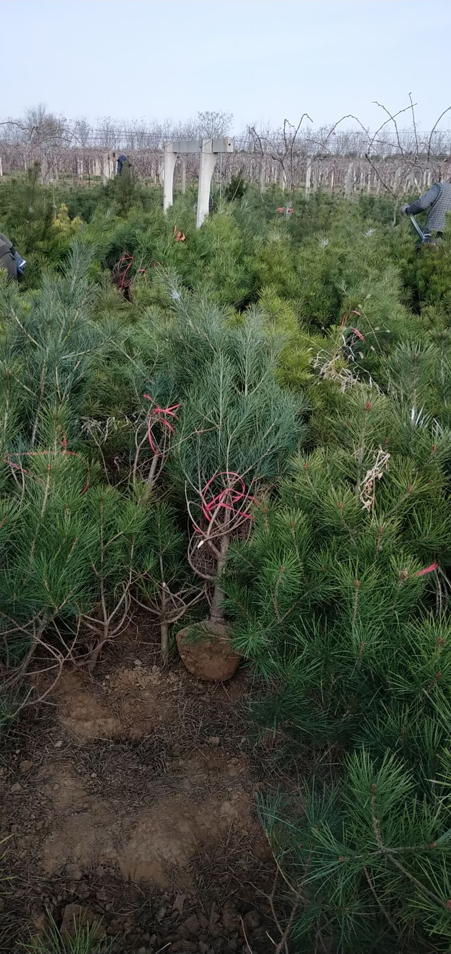 松树 白皮松 规格1米起步大田土球苗   自家定制或荒山造林