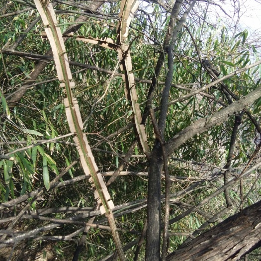 鬼箭羽，冷背药材，批发零售，