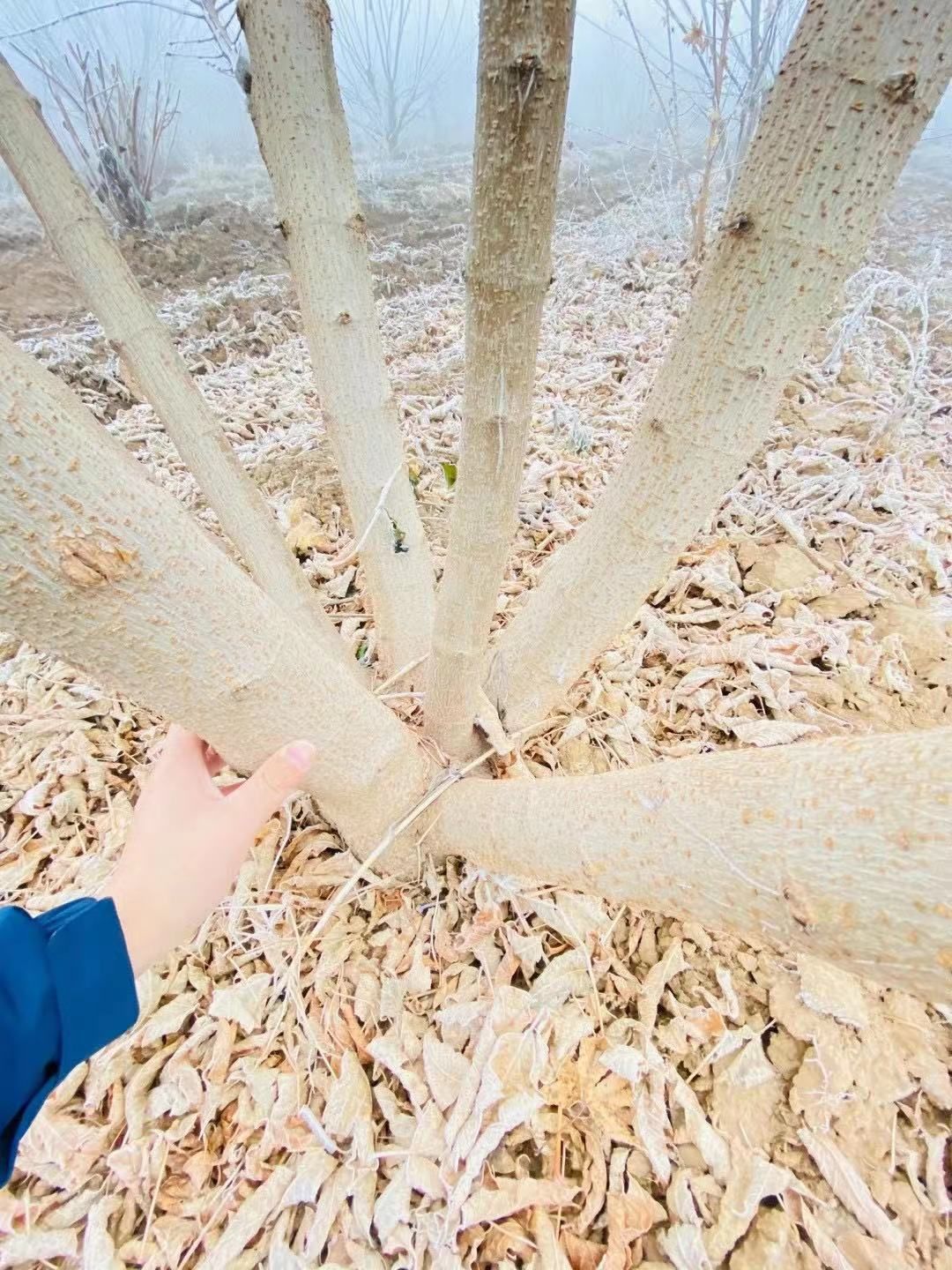  精品丛生金叶复叶槭