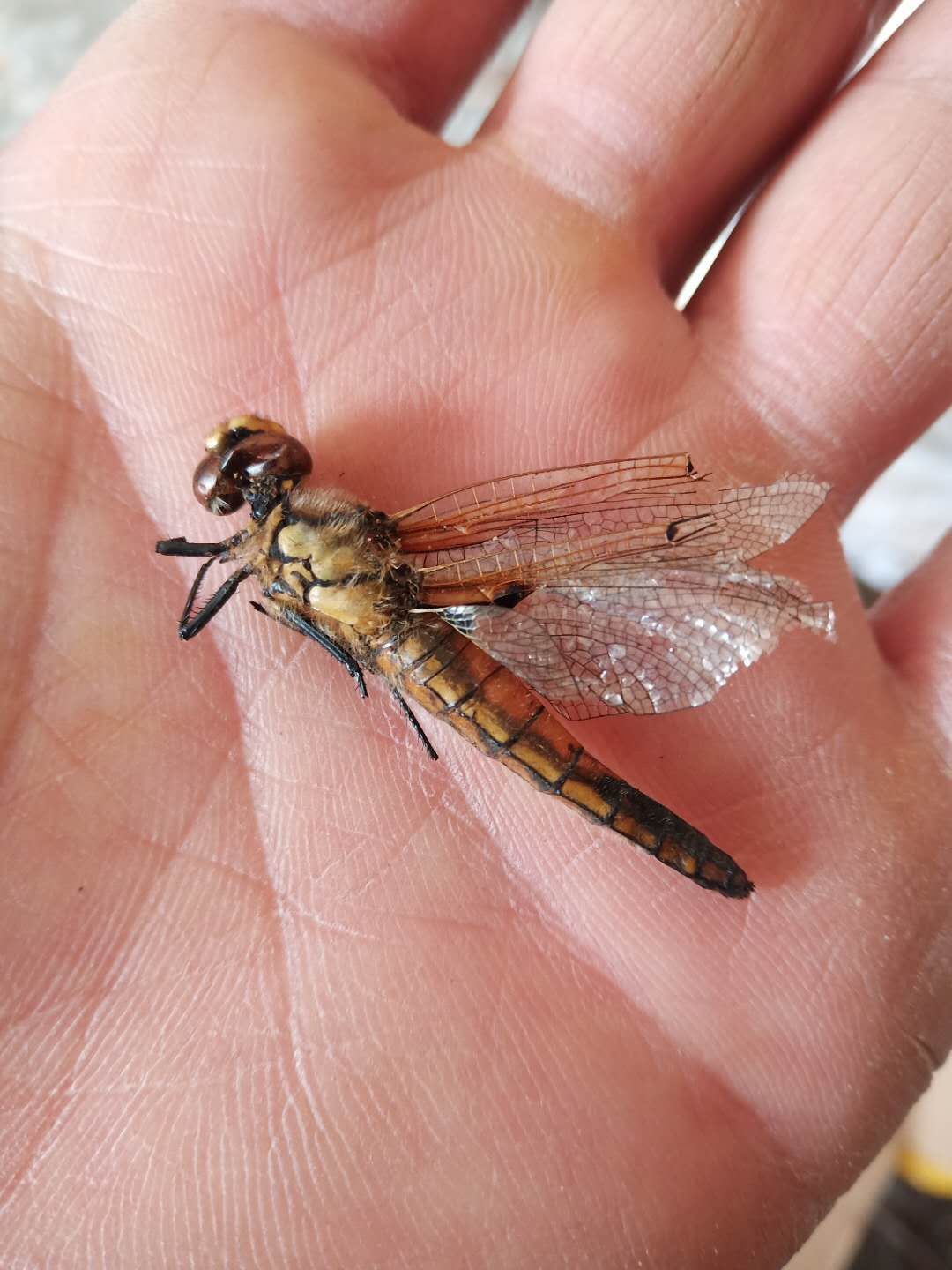 纯黄蜻蜓质量优等还有小黑蜻蜓价格美丽