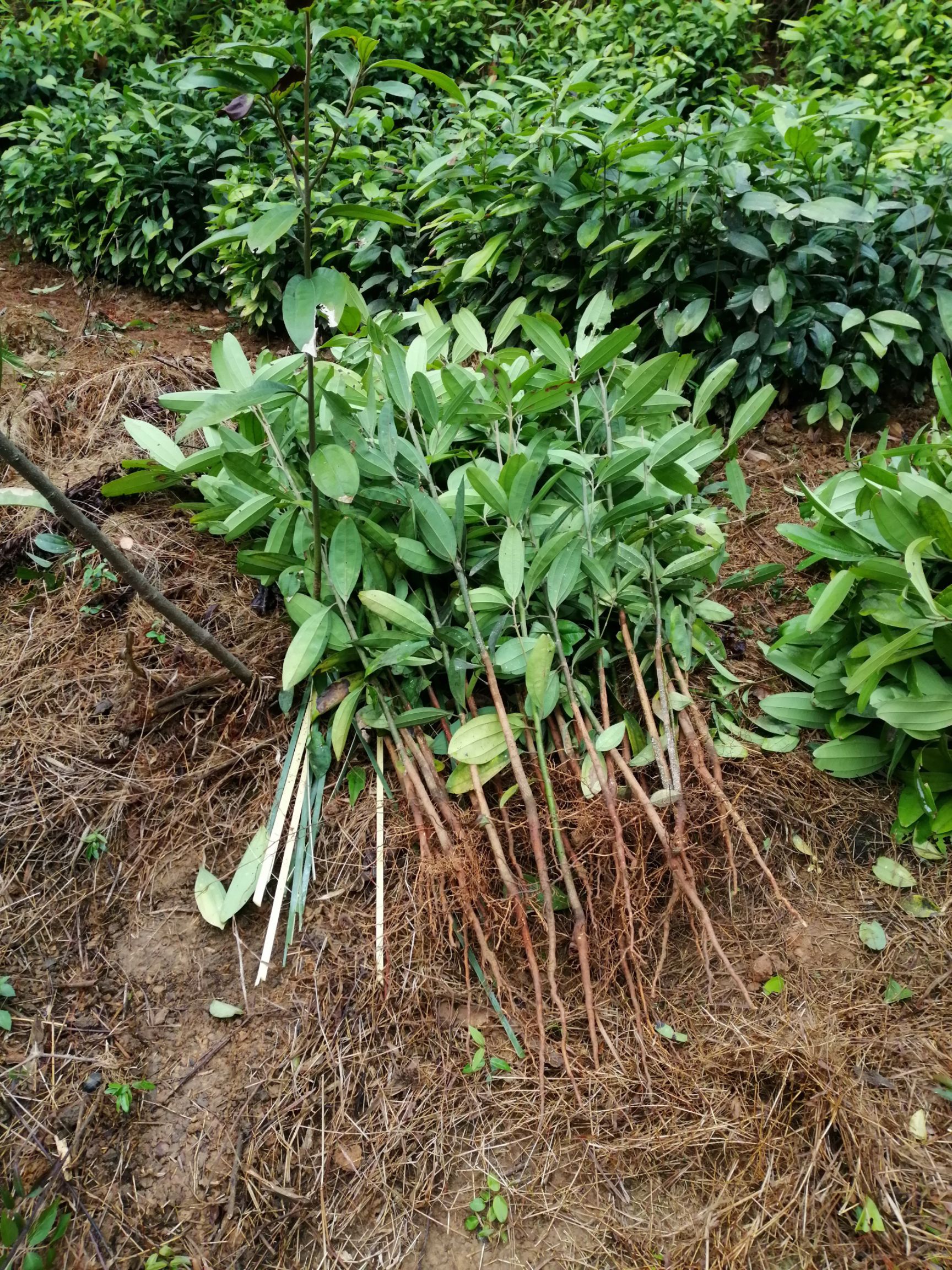 肉桂苗山地直生苗产地直销现挖现卖货源充足