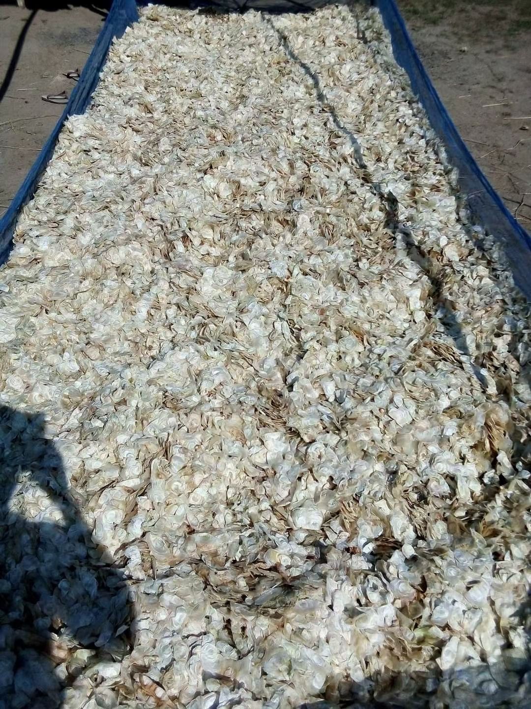  木蝴蝶